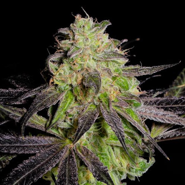 Tha Gelee feminizada de Grateful Seeds