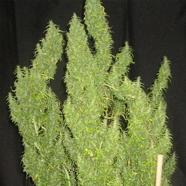 Thai regular de Ace Seeds