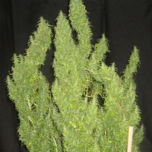 Thai regular de Ace Seeds