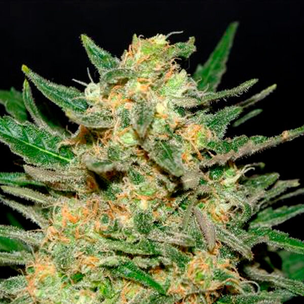 Thai Fantasy feminizada de Kannabia Seeds