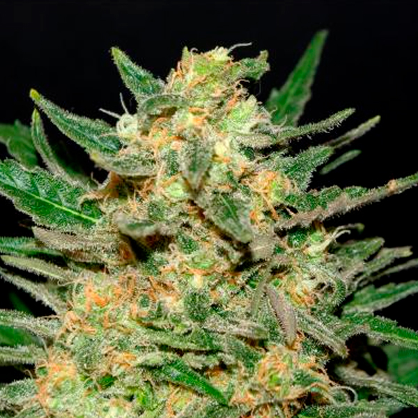 Thai Fantasy feminizada de Kannabia Seeds