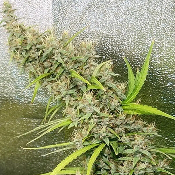 Thai X Panama regular de Ace Seeds