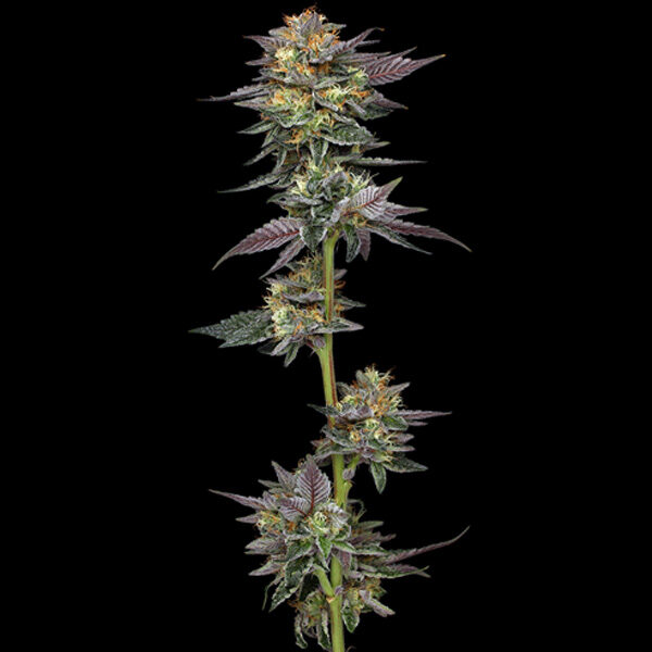 The Bling feminizada de Humboldt Seeds Company