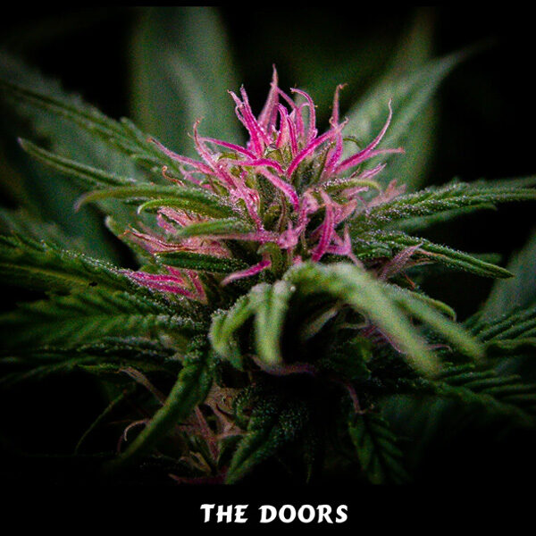 The Doors (nl5/hz X Hz (ac)) regular de Mr. Nice
