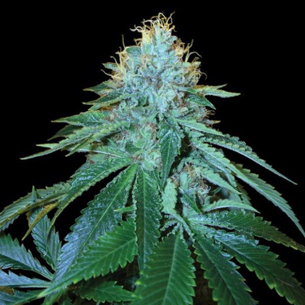 The OG #18 feminizada de Dna Genetics