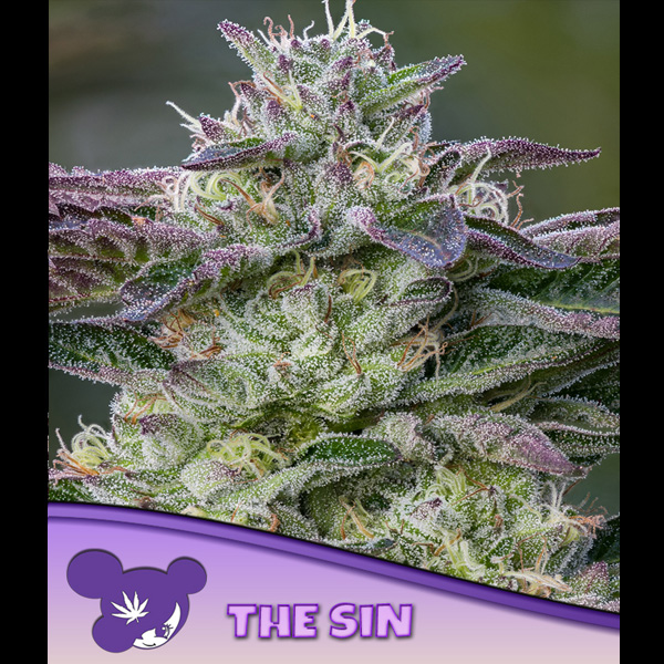 The Sin feminizada de Anesia Seeds