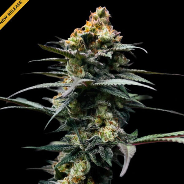 The Stinking Rose feminizada de Dna Genetics