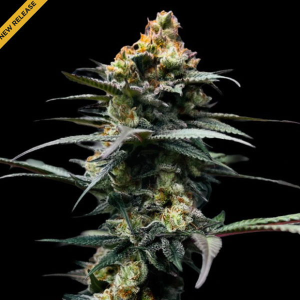 The Stinking Rose feminizada de Dna Genetics