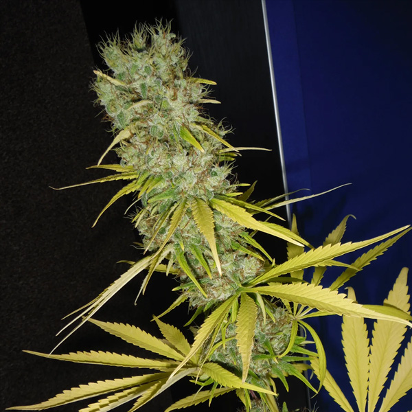 The Stones (mk/sk X Hz (ac)) regular de Mr. Nice