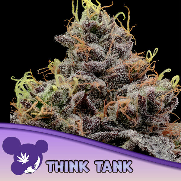 Think Tank feminizada de Anesia Seeds