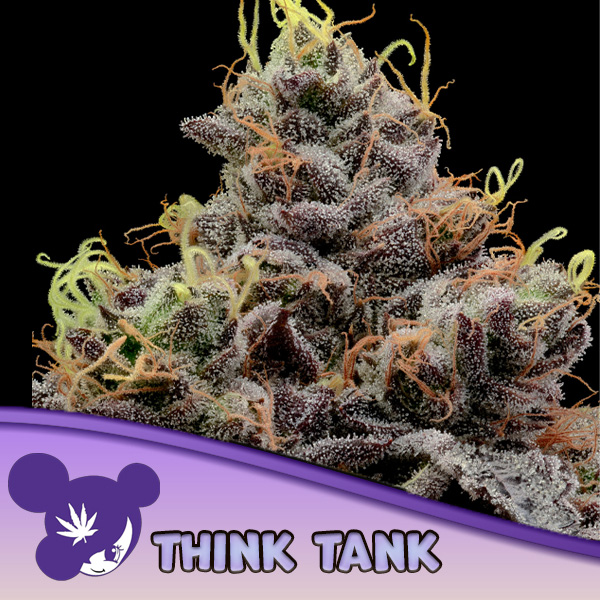 Think Tank feminizada de Anesia Seeds