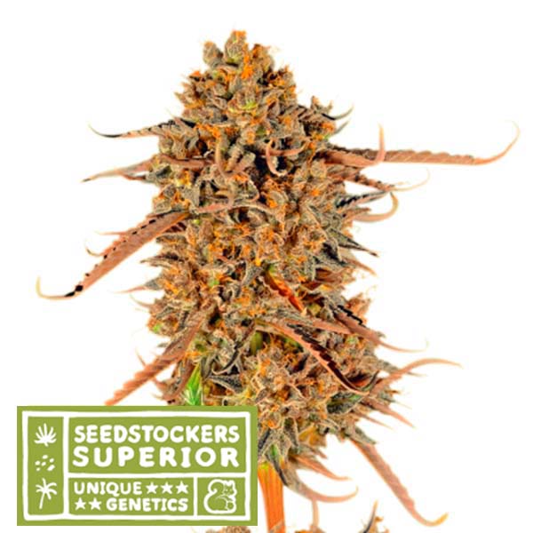 Thunder Banana feminizada de Seedstockers