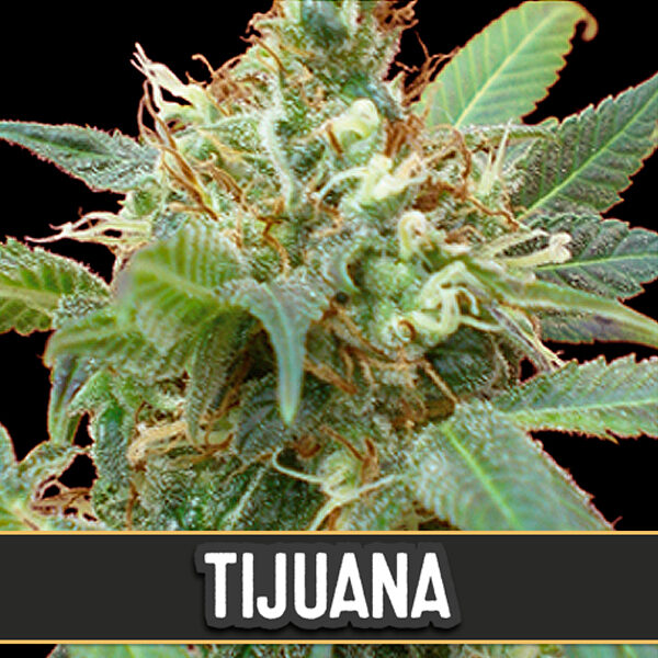 Tijuana feminizada de Blimburn Seeds