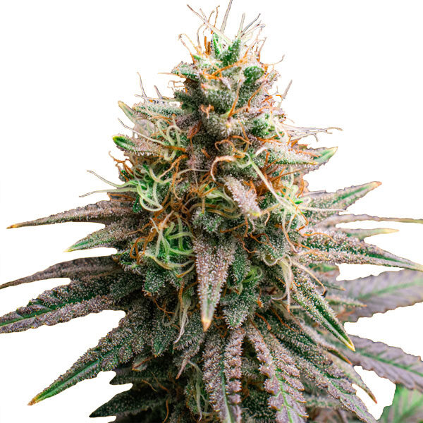 Tiramisu feminizada de Original Sensible Seeds