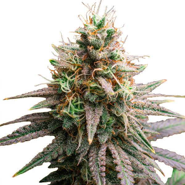 Tiramisu feminizada de Original Sensible Seeds