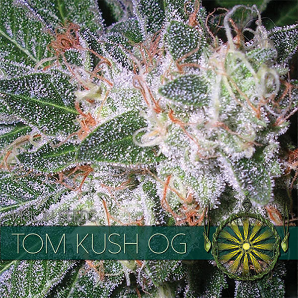 Tom Kush OG feminizada de Vision Seeds