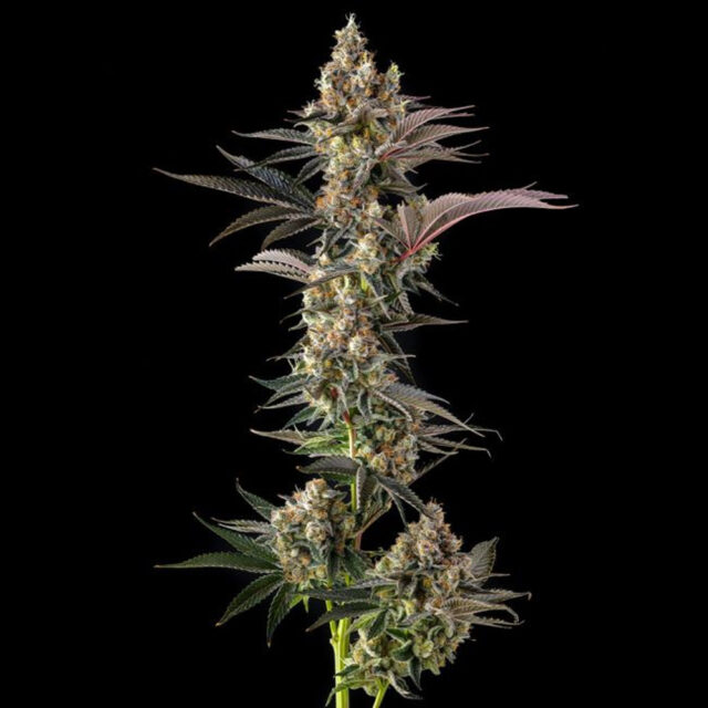 Tostones : Private Banana X Black Amber feminizada de Compound Genetics