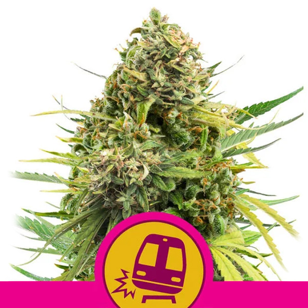 Trainwreck feminizada de Royal Queen