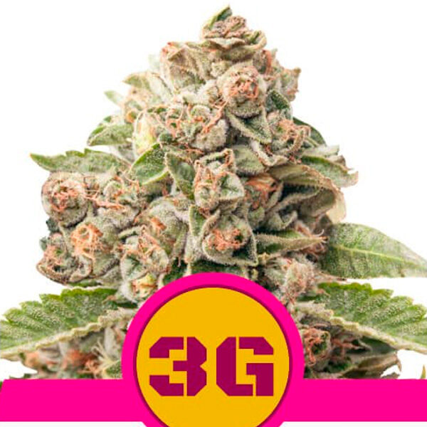Triple G feminizada de Royal Queen