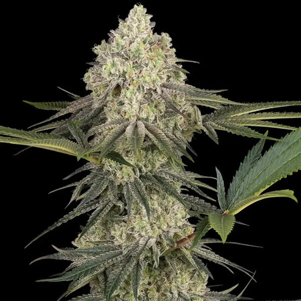 Triple Mints XXL feminizada de Sensi Seeds