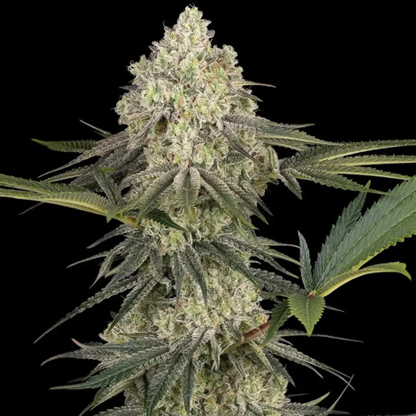 Triple Mints XXL feminizada de Sensi Seeds