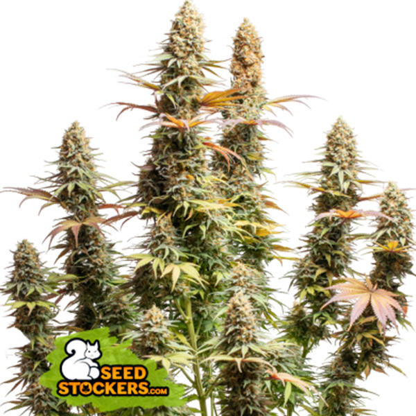 Triton Biscotto Lime feminizada de Seedstockers
