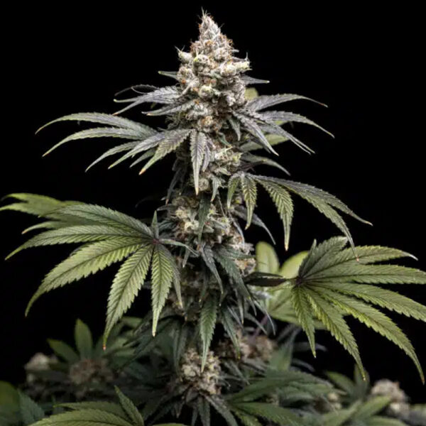 Tropic Gem feminizada de World Breeders