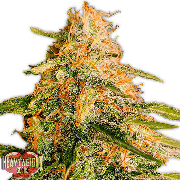 Tropic Punch feminizada de Heavyweight Seeds
