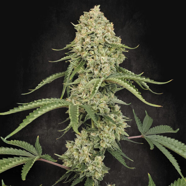 Tropical Fruit Cake feminizada de Paradise Seeds