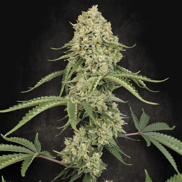 Tropical Fruit Cake feminizada de Paradise Seeds