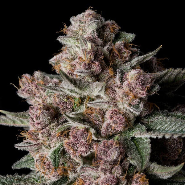 Tropical Jam feminizada de Silent Seeds