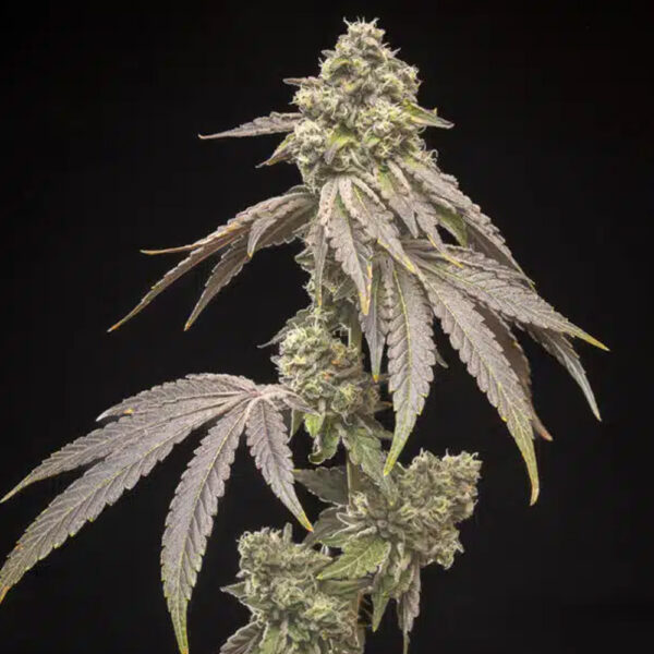 Tropical Kush Fuel feminizada de World Breeders