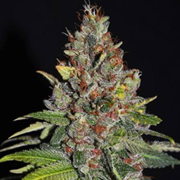 Tropical Punch feminizada de G13 Labs