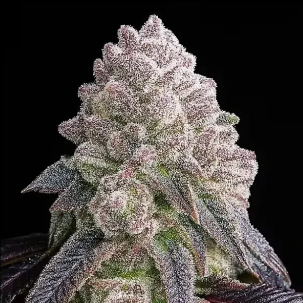 Tropical Sherbberry Triploid feminizada de Triploid Genetics