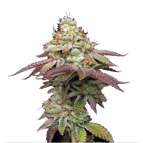 Tropical Zmoothie feminizada de Seedstockers