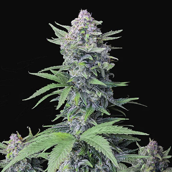 Tropicana Cookies Auto de Fast Buds