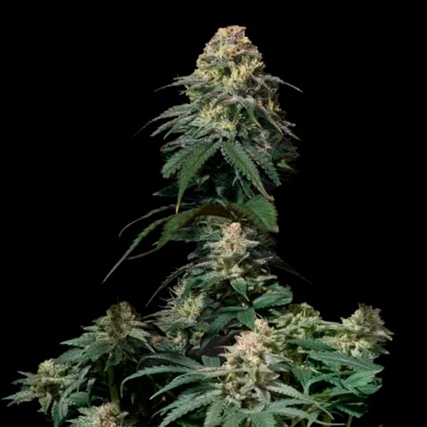 Tropicana Cookies Fast Flowering feminizada de Fast Buds