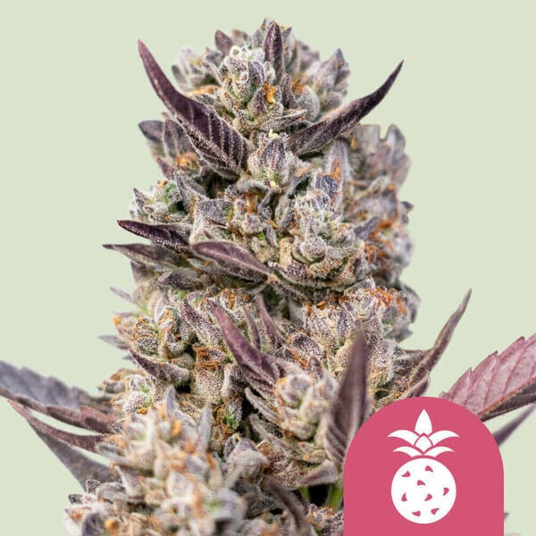 Tropicana Cookies Purple feminizada de Royal Queen