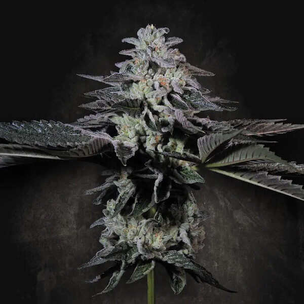 Tropicana Crush feminizada de Paradise Seeds