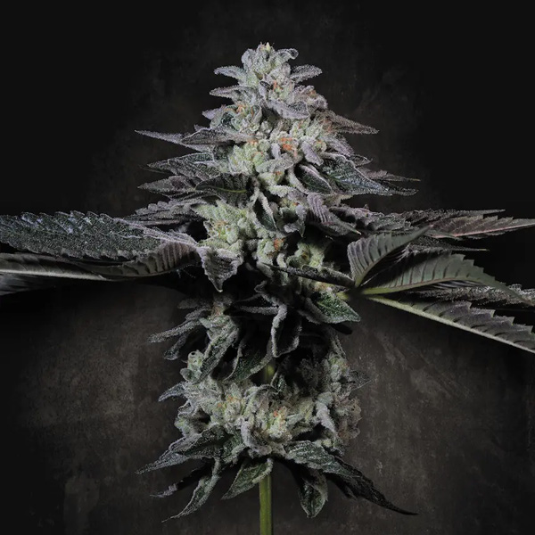 Tropicana Crush feminizada de Paradise Seeds