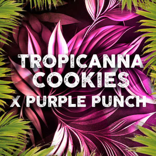 Tropicanna Cookies feminizada de Tramuntana Seeds