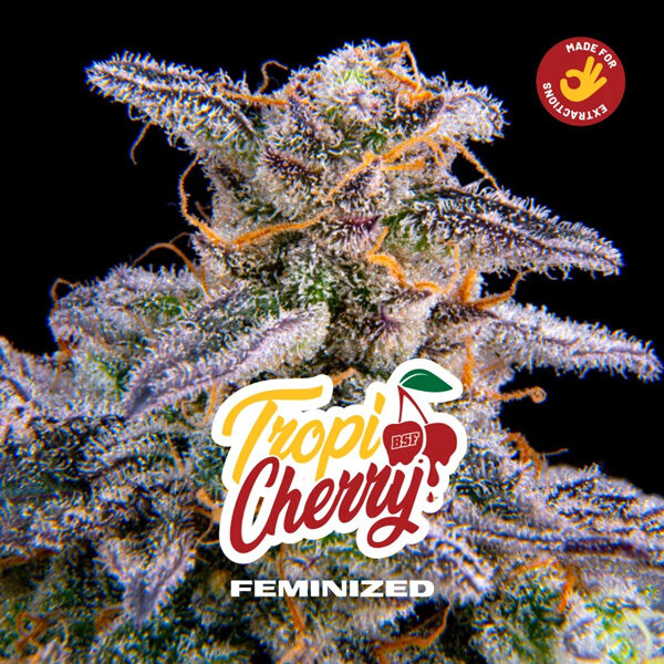 Tropicherry feminizada de Bsf Seeds