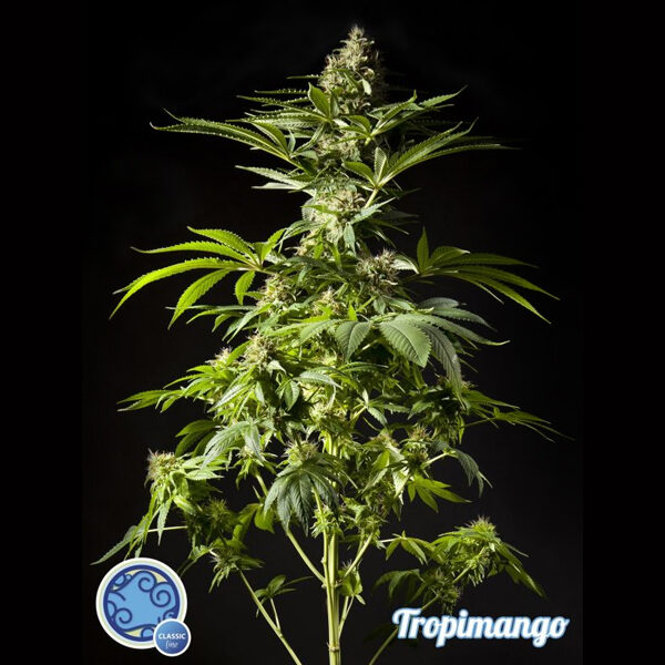 Tropimango feminizada de Philosopher