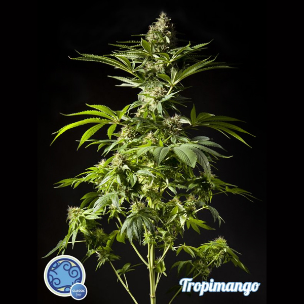 Tropimango feminizada de Philosopher