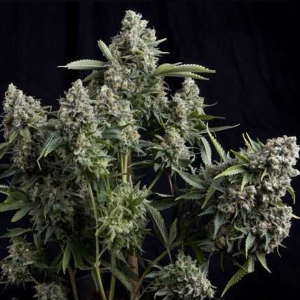Tutankhamon Fast feminizada de Pyramid Seeds