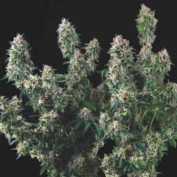 Tutankhamon X Cookies Usa feminizada de Pyramid Seeds