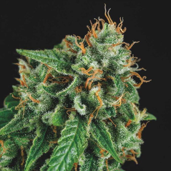 Tutankhamon X Gorilla Glue feminizada de Pyramid Seeds