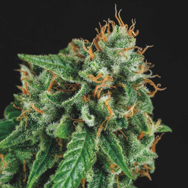 Tutankhamon X Gorilla Glue feminizada de Pyramid Seeds