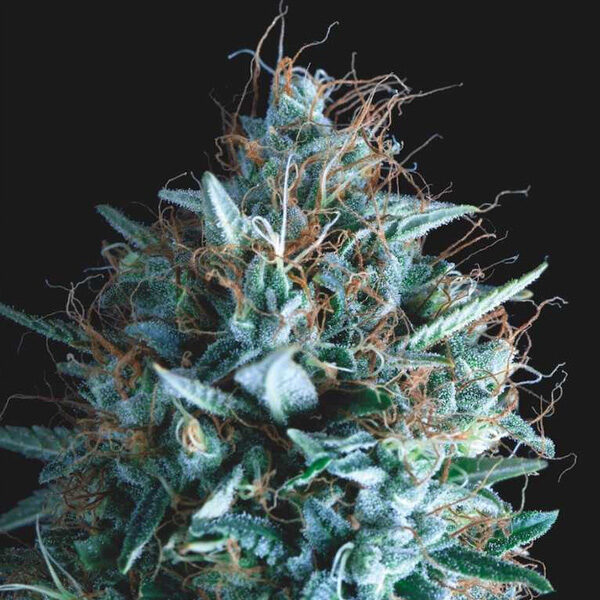 Tutankhamon X Runtz feminizada de Pyramid Seeds