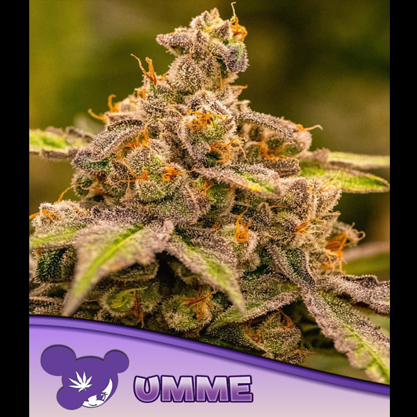 Umme feminizada de Anesia Seeds